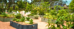 galvanized raised beds