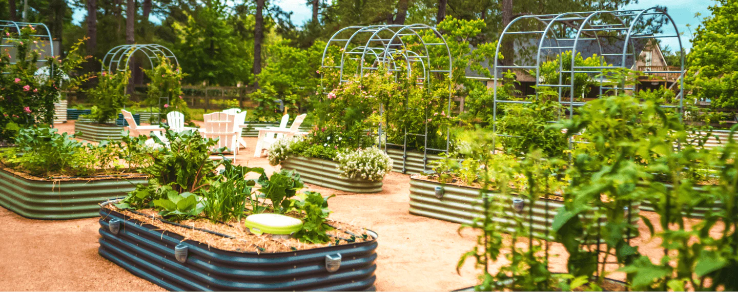 galvanized raised beds