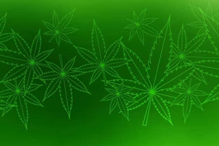 Virginia medical marijuana card