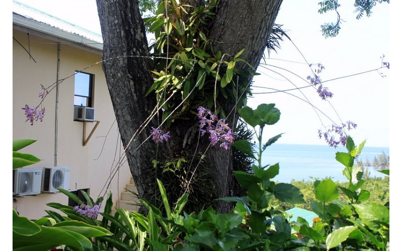 guanaja beach resort